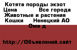 Котята породы экзот › Цена ­ 7 000 - Все города Животные и растения » Кошки   . Ненецкий АО,Ома д.